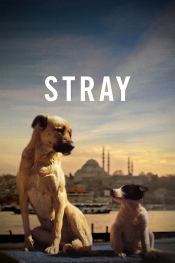 دانلود فیلم Stray 2020 (ولگرد)